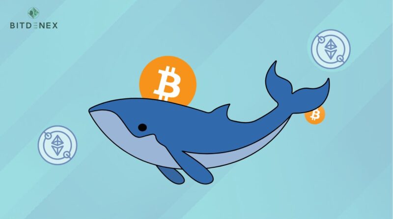 What Are Cryptocurrency Whales and How Can You Spot Them?