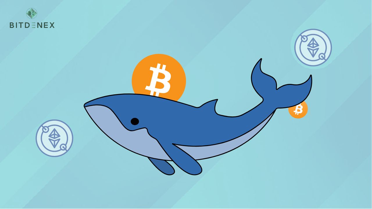cryptocurrency whale watching